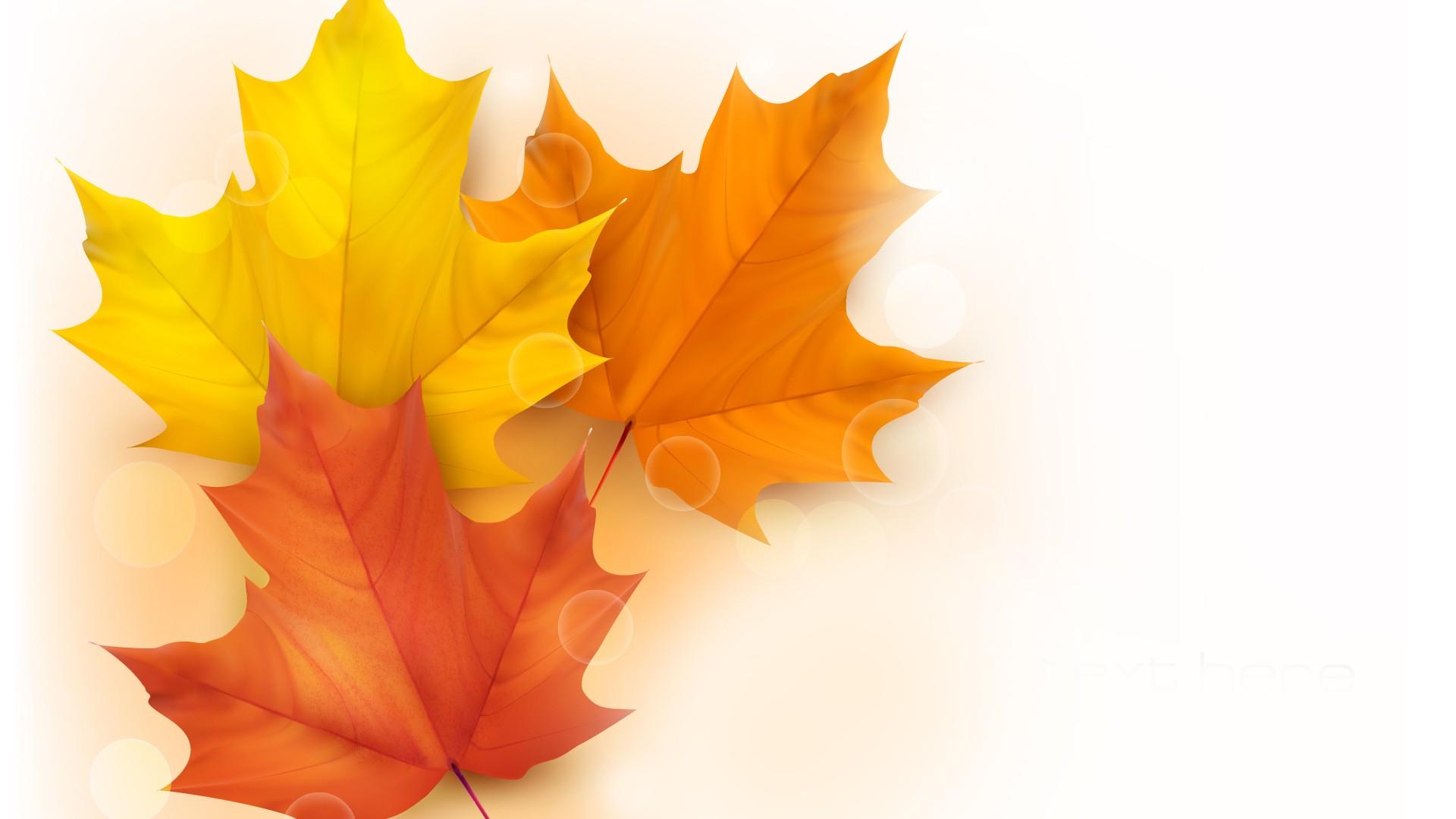 maple-leaves-in-white-background-wallpaper-533ae8a66add4